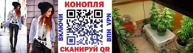 Купить где  Нефтегорск  Бошки марихуана планчик 